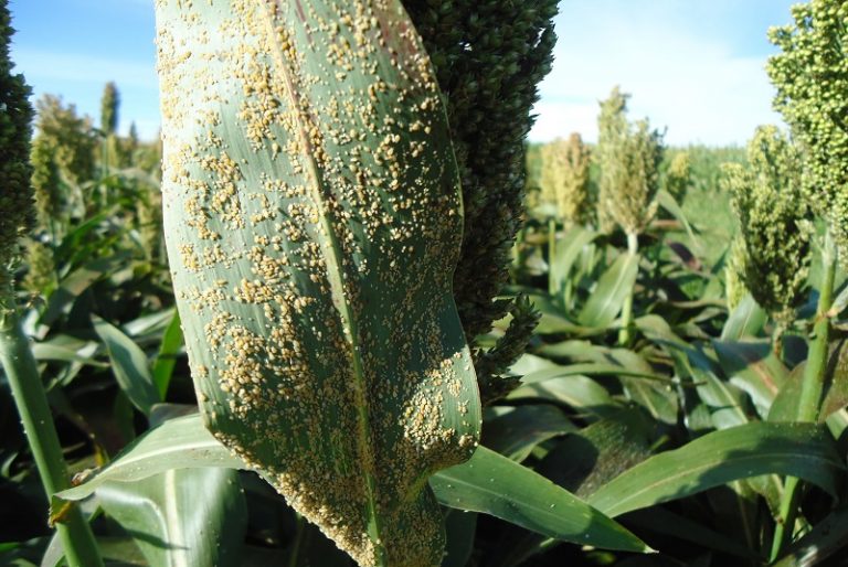 Investigan prácticas para combatir el pulgón amarillo en sorgo