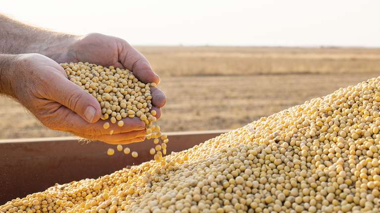Estados Unidos espera un incremento de su área de siembra de soja y una baja para el maíz
