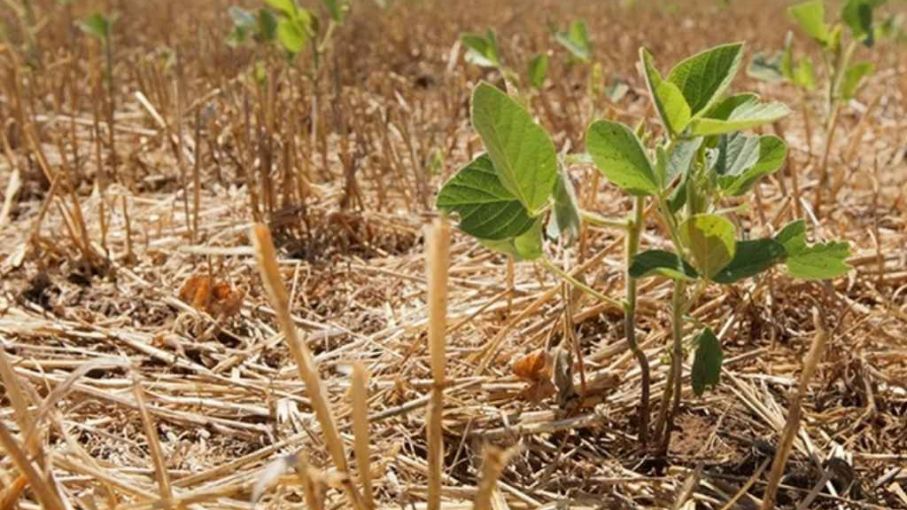 Declaran el estado de emergencia y desastre agropecuario en Chaco