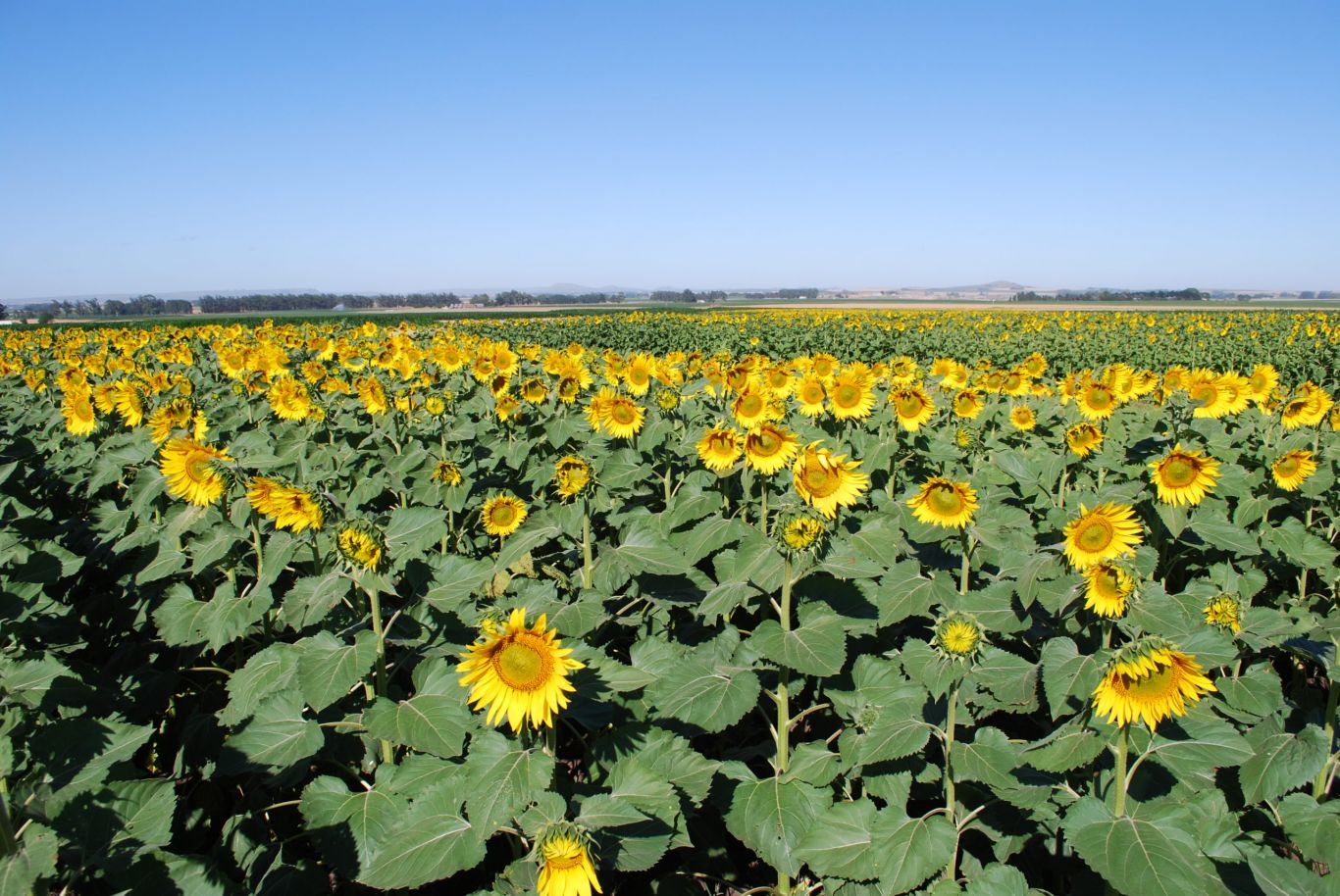 Impuesto a exportación de aceite de girasol de rusia disminuirá en septiembre