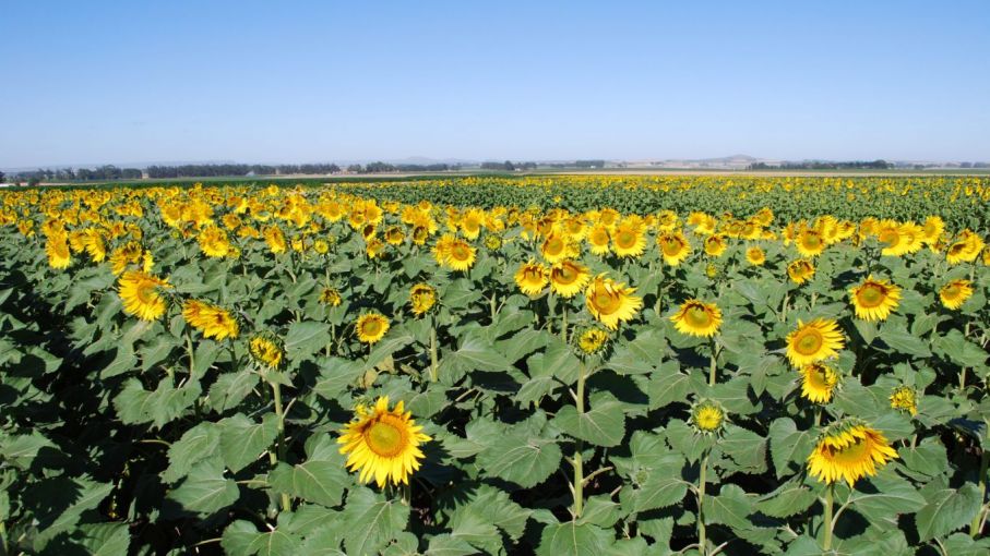 La condición del cultivo de girasol es buena en áreas de la bolsa de Cereales bahiense