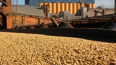Domínguez anunciará una "compensación" para las semilleras: productores dicen que es una "retención encubierta"