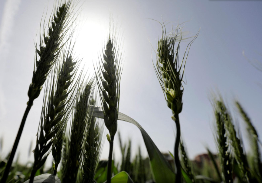 Se han acordado los volúmenes máximos de exportación de cereales de Ucrania en la campaña comercial 2024/25