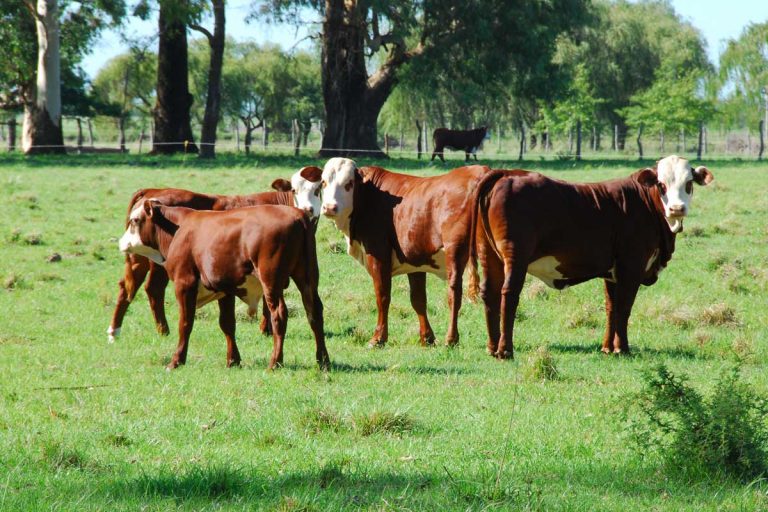 El secreto para lograr un emprendimiento ganadero de alta producción