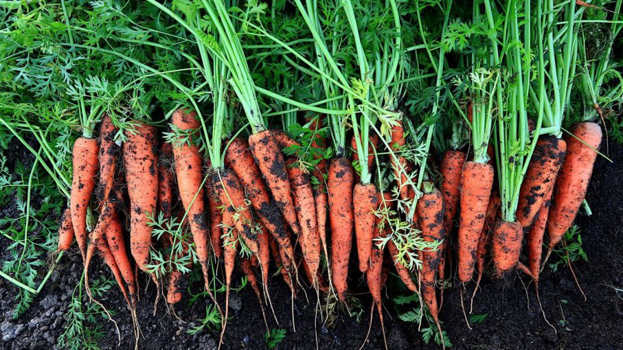 Uso de enmiendas orgánicas en la producción de zanahoria
