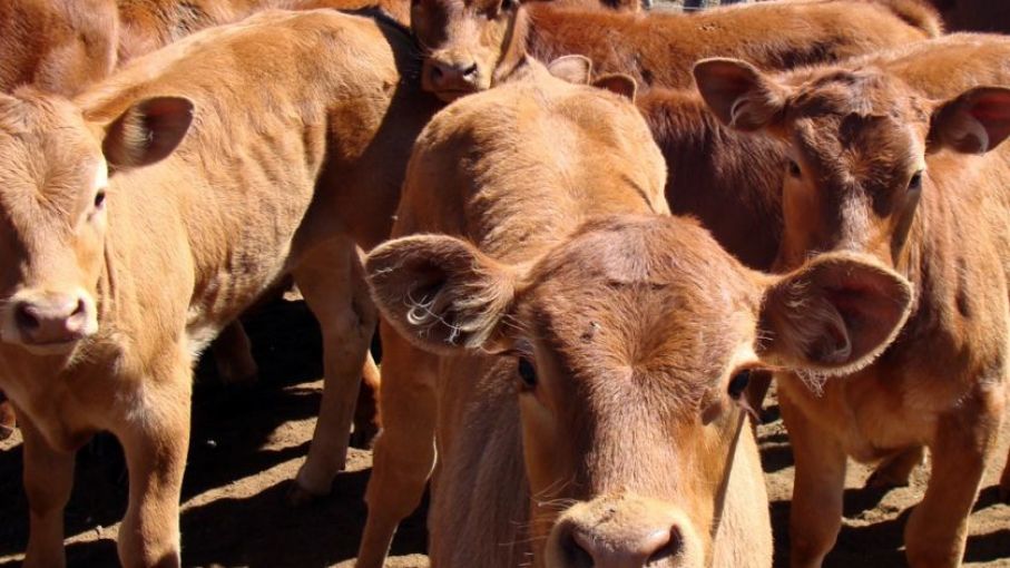 Disponen excepciones para traslado de animales de provincias afectadas por incendios y sequía