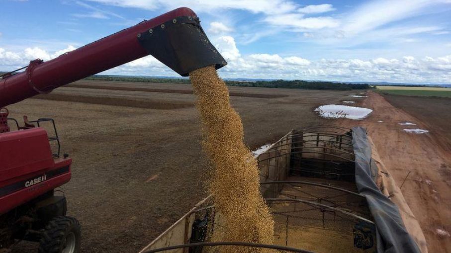 Mercado de granos local con bajas por soja disponible