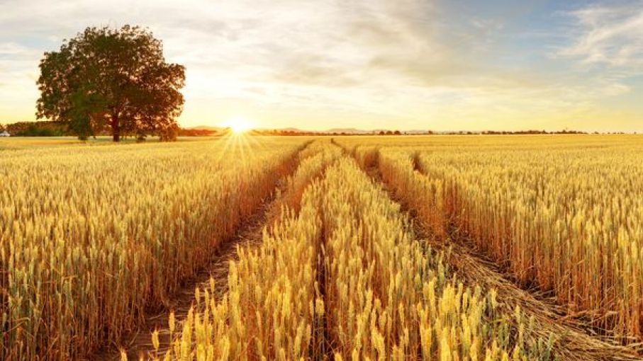 Consejo Internacional de Cereales recorta previsión exportaciones granos de Ucrania