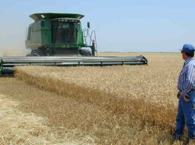 Caída de exportaciones ucranianas impulsa a los granos en EEUU: trigo sube casi 3%