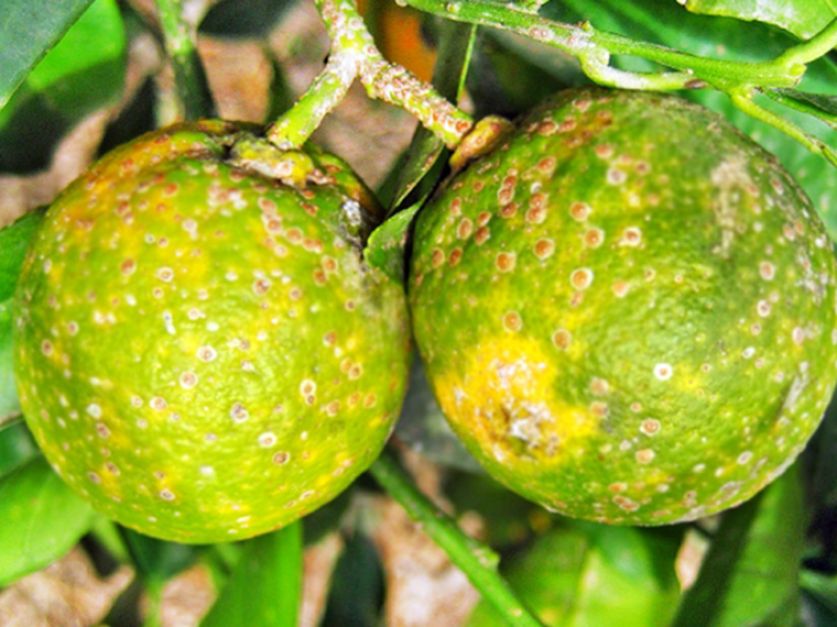 Extienden monitoreos en Tucumán para detectar insecto vector de plaga que afecta a cítricos