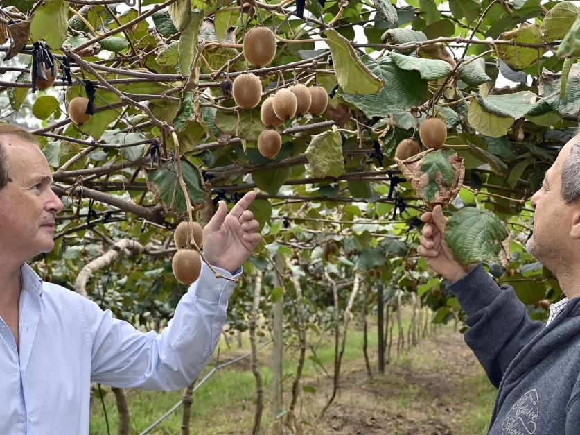 Entre Ríos: impulsan el cultivo de kiwi como fruta primicia