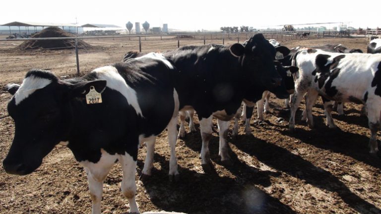El aumento de los costos y la disminución de la producción de leche, impulsan los mercados
