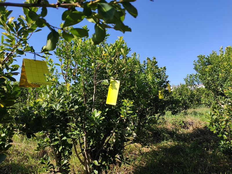 Gobierno saca al Instituto de Yerba Mate facultad para acordar precios 