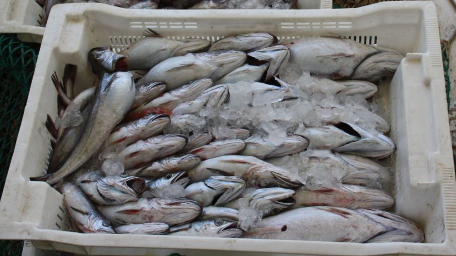 Prohíben por tres meses la pesca de merluza en área del Océano Atlántico