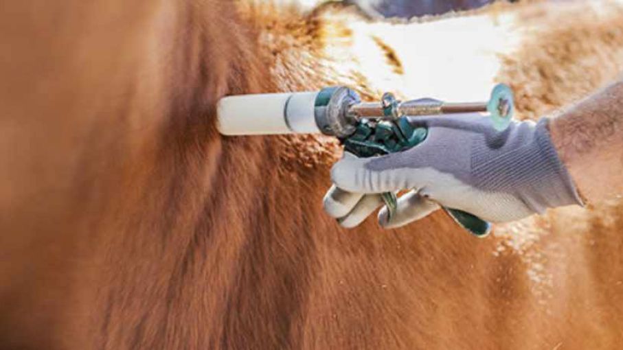 Brucelosis bovina: Plazo límite para la determinación obligatoria del estatus sanitario
