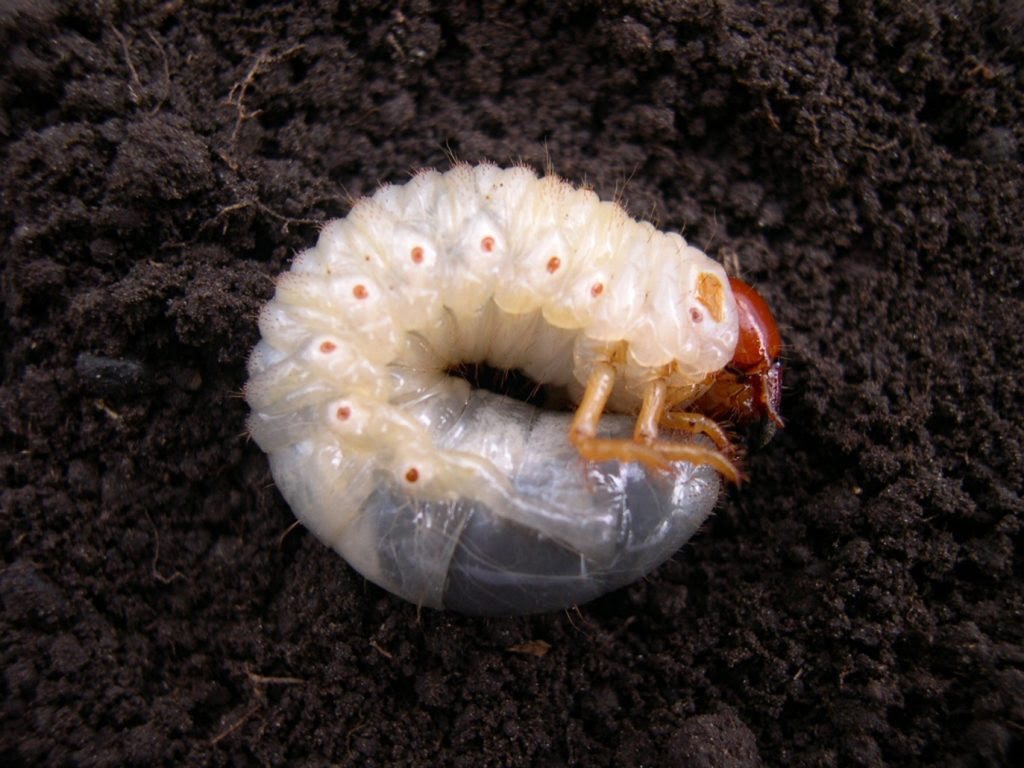 Alerta gusano blanco!!