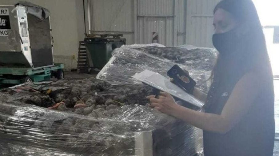 Certifican la primera exportación a Sudáfrica de ajo semilla producido por Argentina