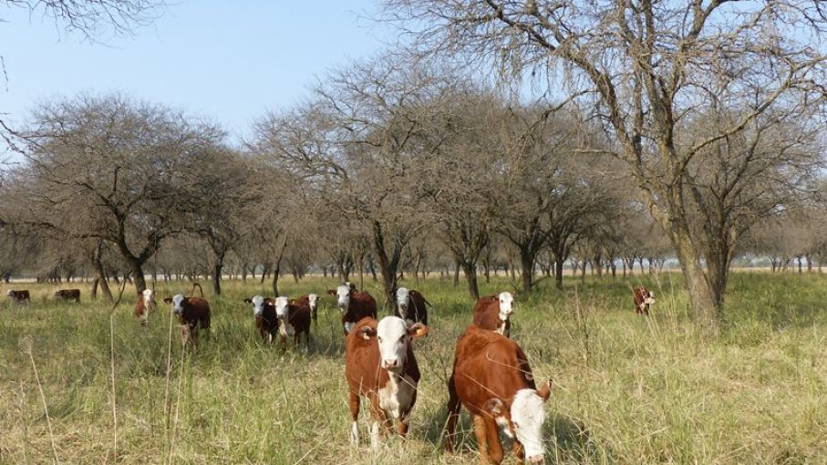 Pautas para el manejo de la alimentación animal en el NOA