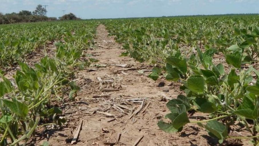 Heladas tempranas provocan pérdidas en algunos cultivos
