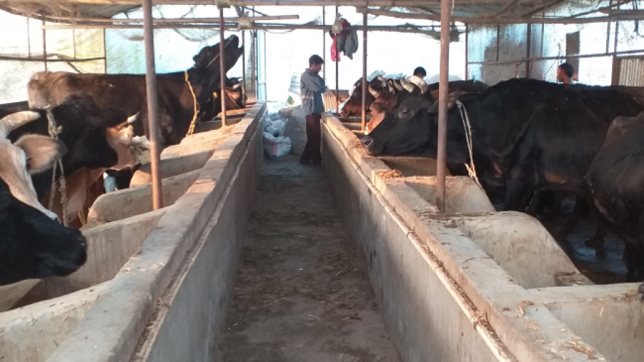 Canadá: productores lecheros preocupados por la Ley Federal 2022