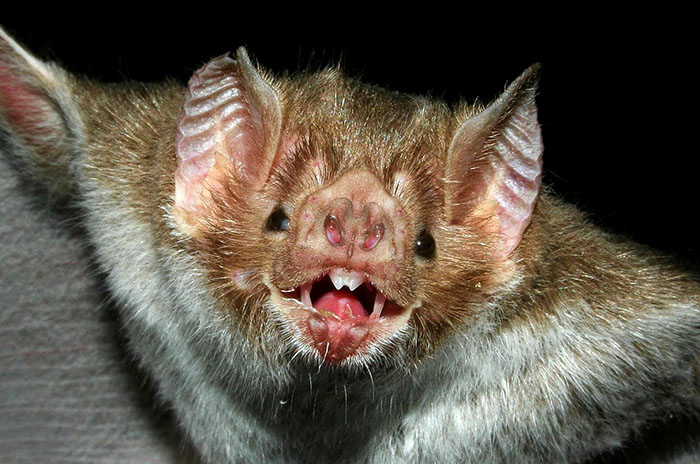 Estudian si los murciélagos son posibles transmisores del virus SARS-CoV2