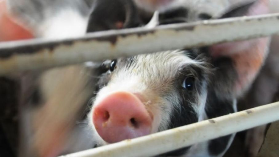 El déficit de oferta de carne de cerdo de EE. UU. respalda una perspectiva de precios más sólida para 2022