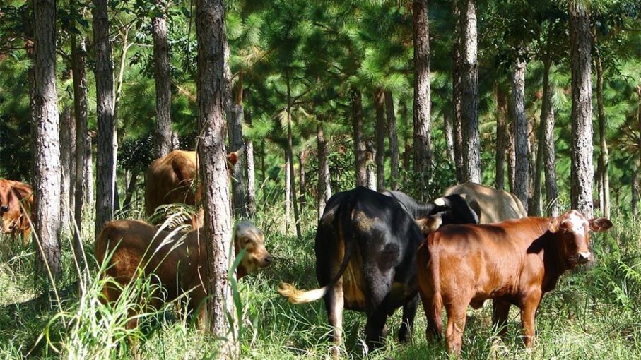 Ordenan elaborar un Plan Nacional de Manejo de Bosques con Ganadería Integrada