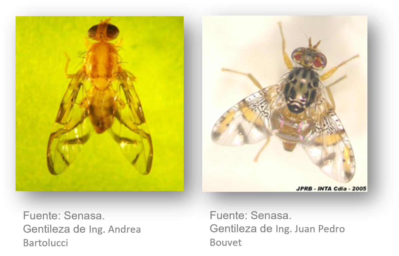 Mosca de los frutos: alerta para campo y ciudad