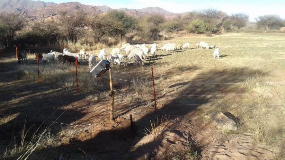 Boyeros solares, energa para el desarrollo productivo de las familias rurales