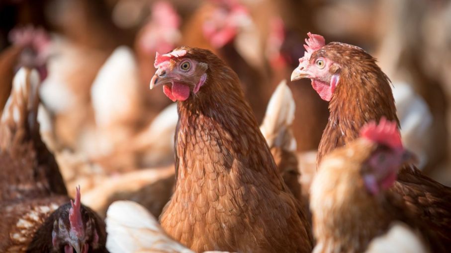 "Por la gripe aviar se profundizaron los cuidados de bioseguridad"