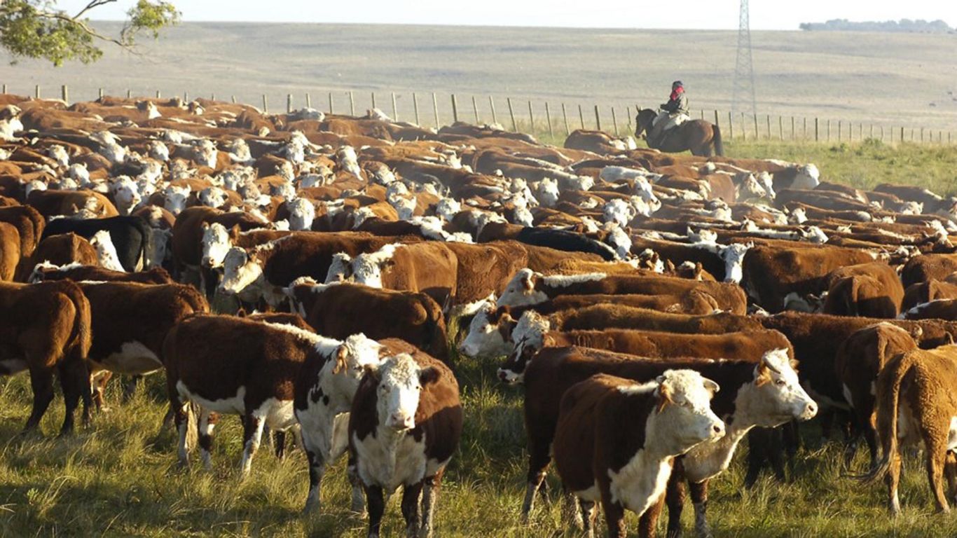 Lanzan plan para aumentar la producción y exportación de carne vacuna