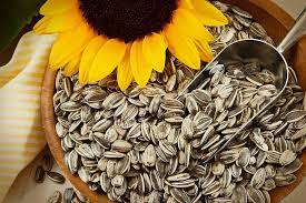 De la mano de India buscan que Argentina vuelva a posicionarse en la exportación de girasol