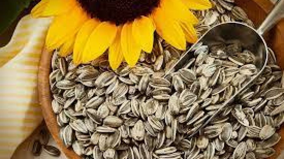 De la mano de India buscan que Argentina vuelva a posicionarse en la exportación de girasol