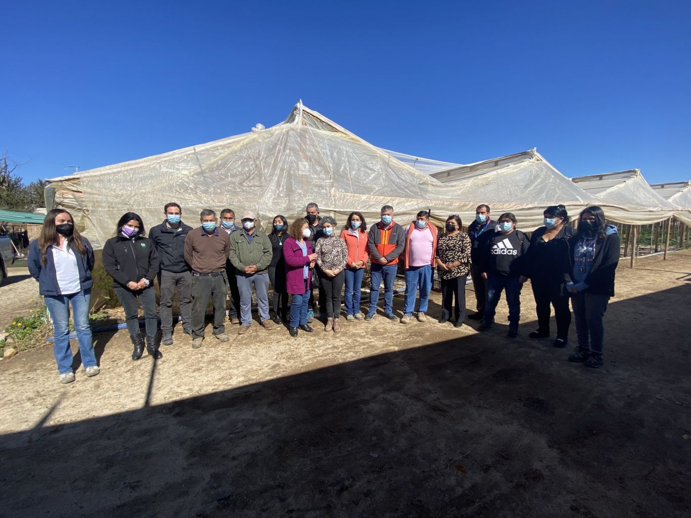 Pequeños productores reviven cultivo ancestral de Tomate Limachino gracias a proyecto ejecutado por INIA