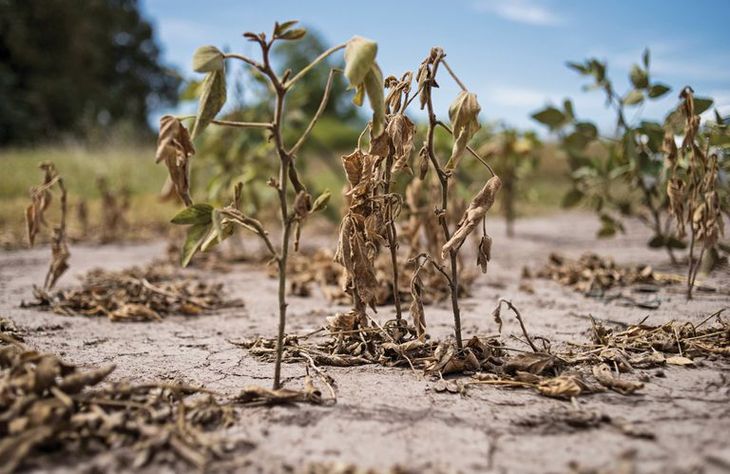 Santa Fe: asisten con $1.000 millones a productores afectados por la sequía