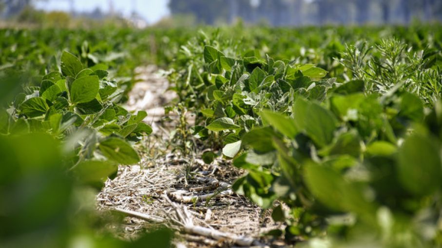 El 30 % de los agricultores sigue teniendo problemas para encontrar insumos agrícolas esenciales para este año