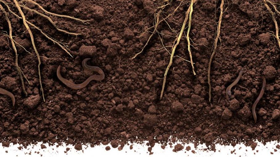 Truterra Agrega una Red Agronómica para Estimular el Interés y la Adopción de Prácticas de Salud del Suelo
