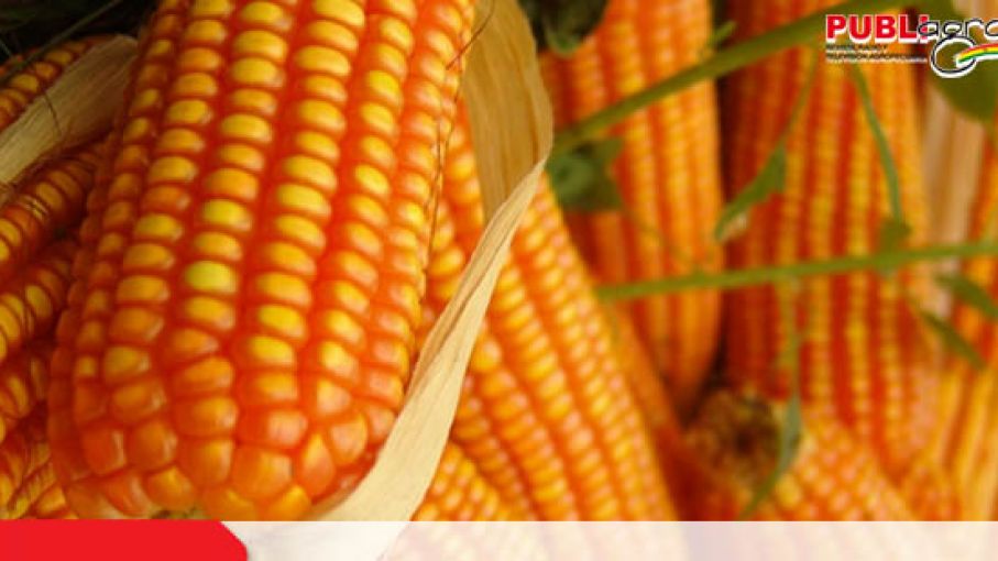 La constitución boliviana no permite el uso de semillas genéticamente mejoradas