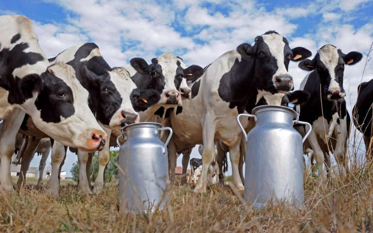 España: el productor podrá pedir una revisión del precio del contrato si suben los costos