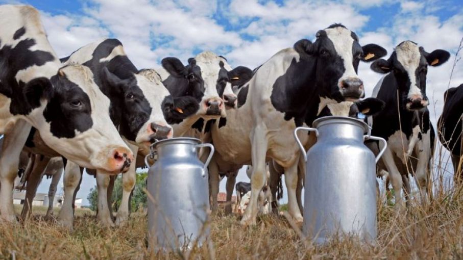 India tiene como objetivo aumentar las exportaciones de lácteos