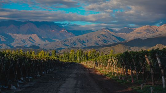 Subproductos de soja, limones y vinos entre los principales productos que Argentina vende a Francia