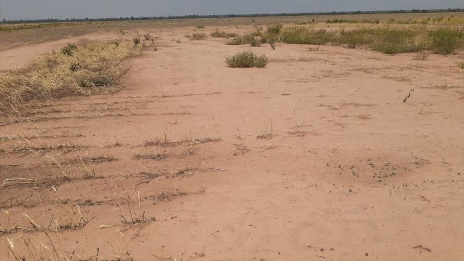 Declaran emergencia agropecuaria en Santiago del Estero por sequía
