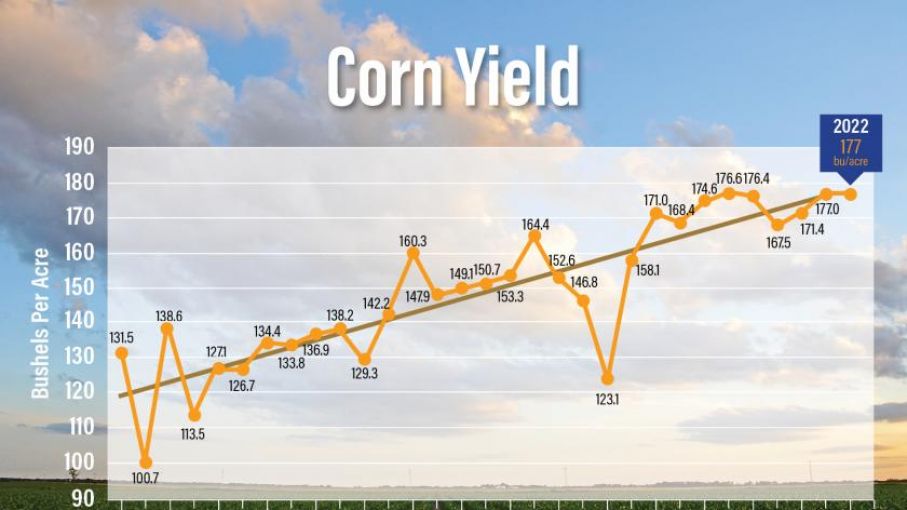 El USDA reduce el rendiemiento del maiz a 177 en EEUU