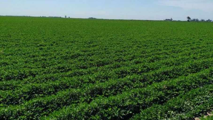 Estudian el uso de rizobacterias promotoras del crecimiento en maní
