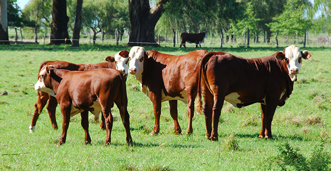 Novillos Mercosur con precios casi idénticos marcando tendencia en la región"