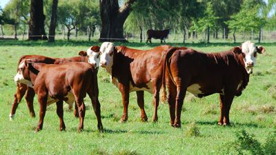 Novillos Mercosur con precios casi idénticos marcando tendencia en la región"