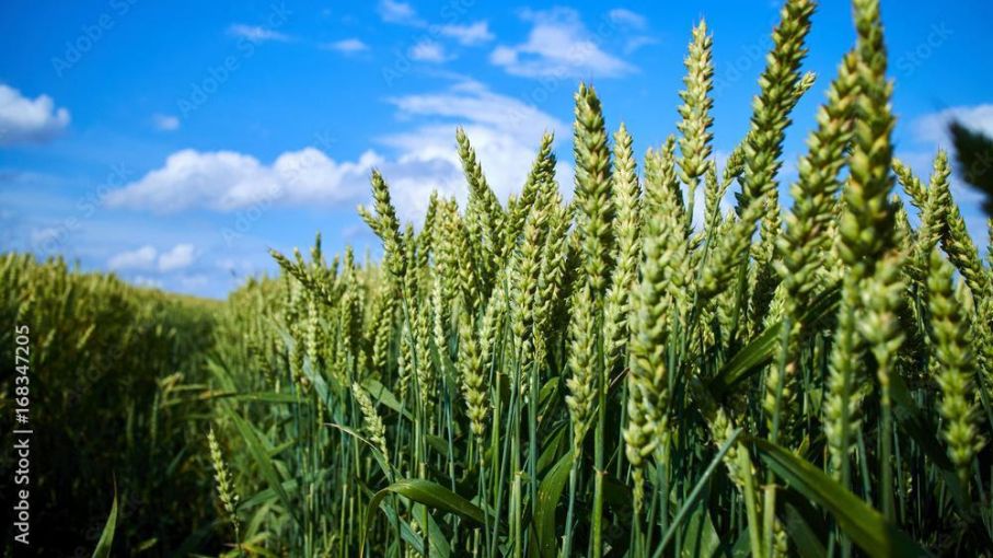 Estrés: un refuerzo para mejorar el bienestar del cultivo