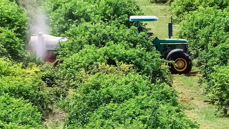 El inicio de importación de papa fresca a EEUU amenaza al campo mexicano