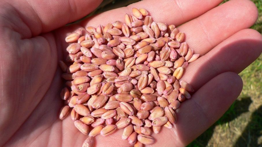 Tratamiento de semillas con zinc, silicio y trichoderma para semillas de trigo.