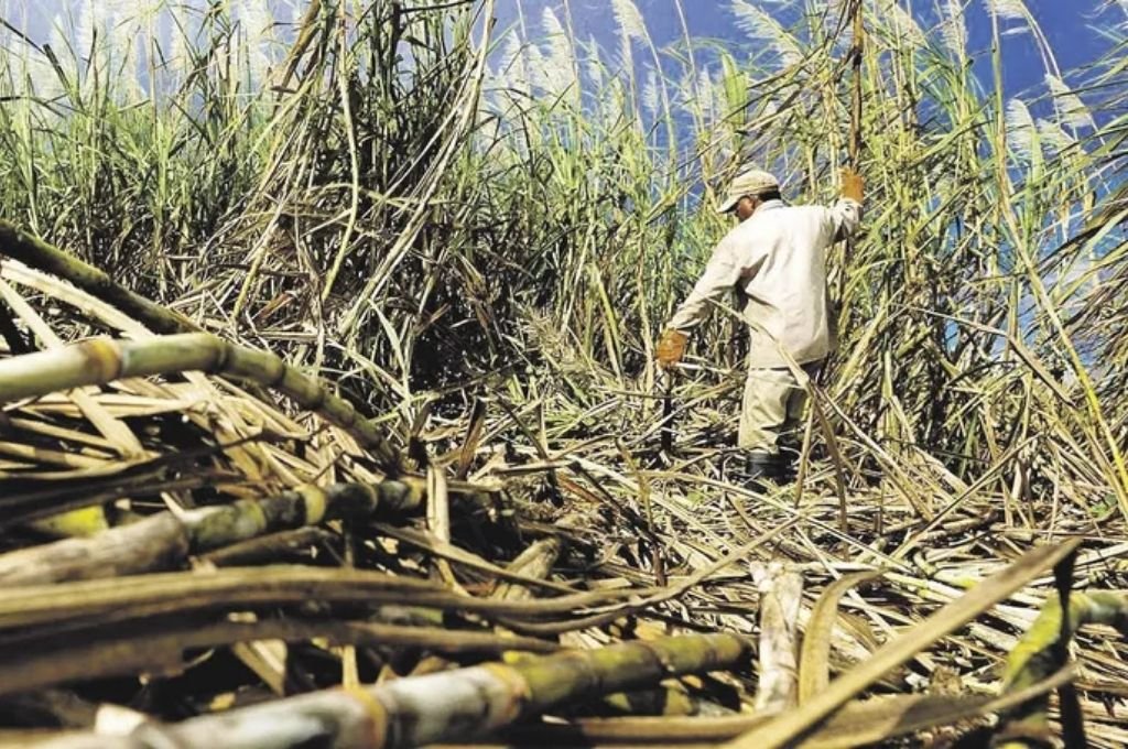 Cañeros independientes de Jujuy y Salta registran pérdidas a causa de la sequía